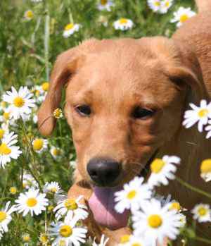 Colours Of Labradors