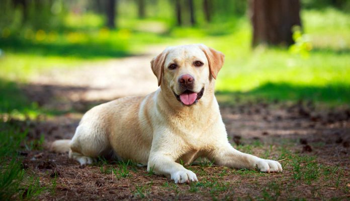 Labrador Breed Standard - The Labrador Site