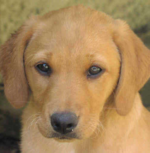 Labrador Puppies Information