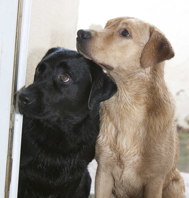 Colours Of Labradors