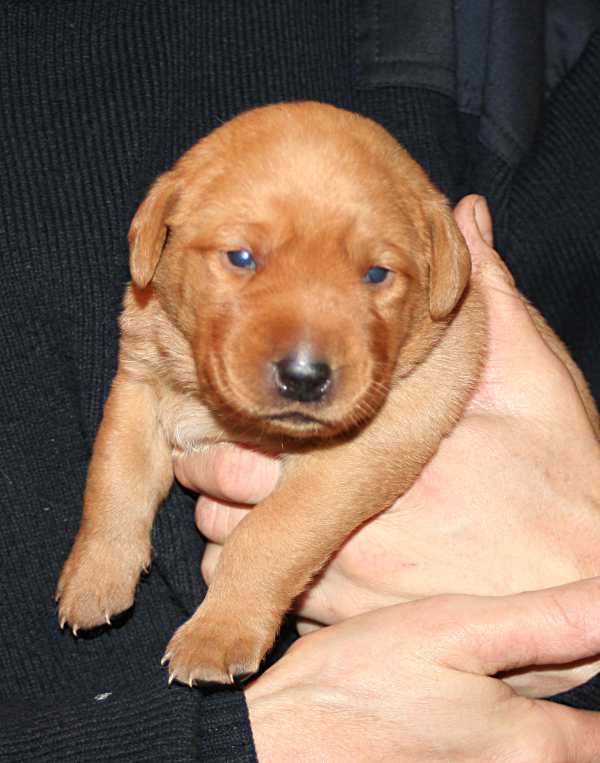 Red Fox Labrador