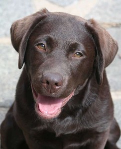 Healthy Labrador Weight