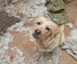 How to stop your Labrador chewing things - The Labrador Site