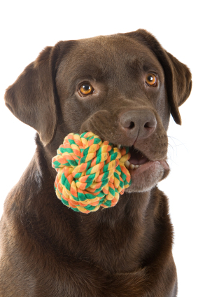 chocolate labrador soft toy