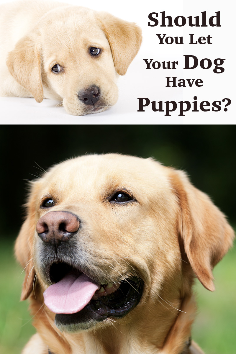 Labrador Breeding Should You Let Your Dog Have Puppies 