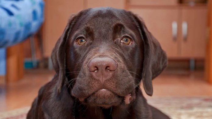 5-months-old-lab