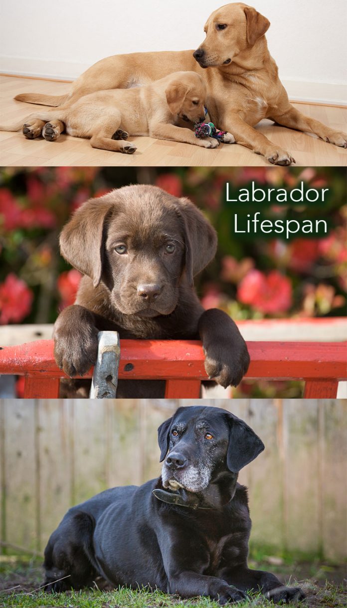 how long do white labradors live