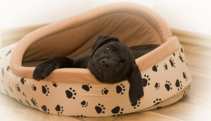 ... of fun checking out the best dog beds for labs and other large breeds