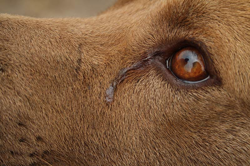 Do Dogs Cry Dog Tears And What They Mean The Labrador Site