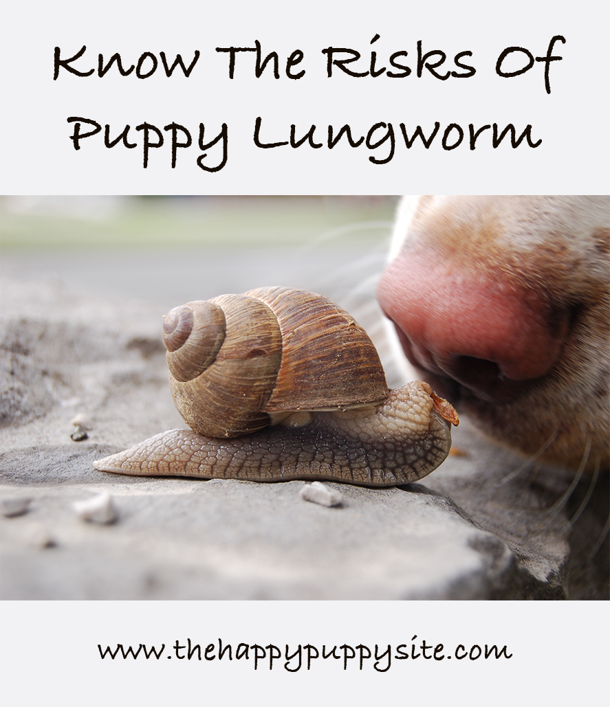 Puppy Worms Treatment, Prevention and Diagnosis