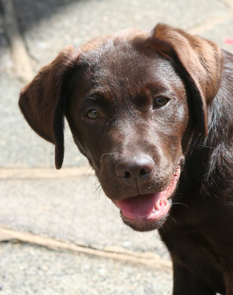 Are chocolate Labradors stupid?