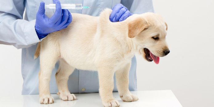 Canine Parvovirus - The Labrador Site