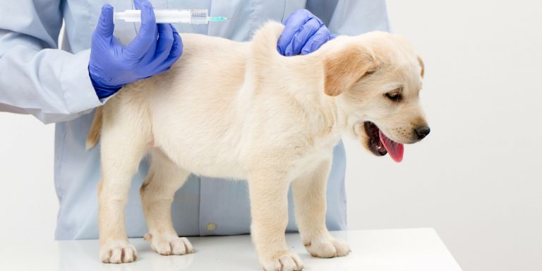 Canine Parvovirus