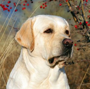 yellow labrador in the park in autumn interesting in berries