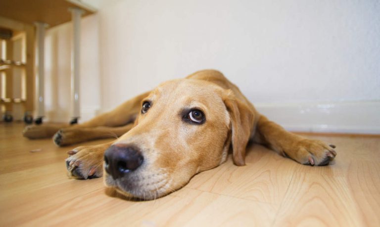 House Training An Older Dog