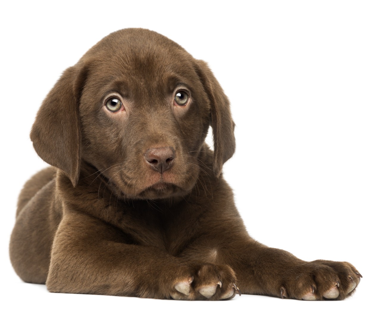 how much food for a golden labrador puppy