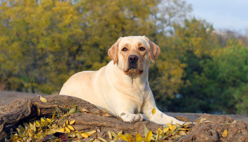 are labrador retrievers good outside dogs