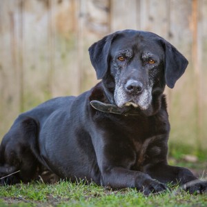 The history of the labrador retriever - The Labrador Site