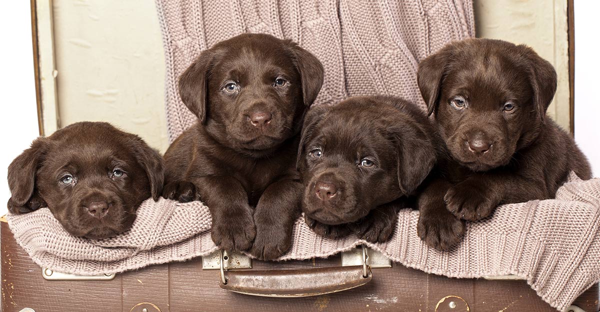 chocolate labrador puppies