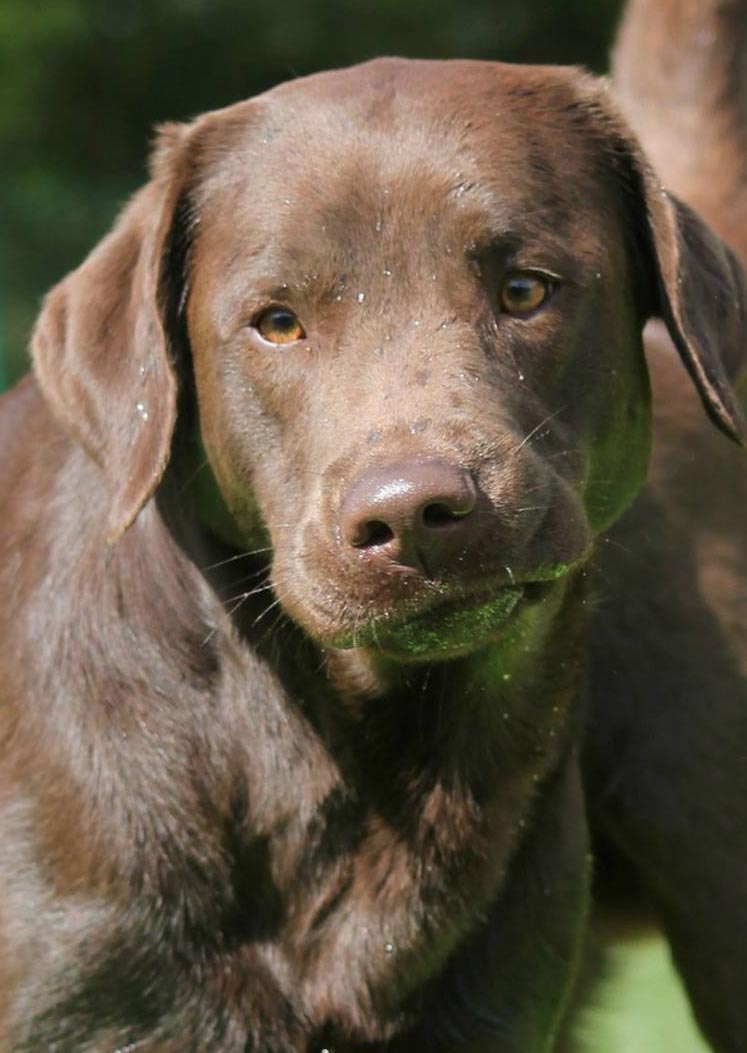 green eyed chocolate lab