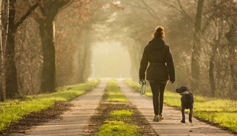 Teaching A Dog To Heel In Simple Stages