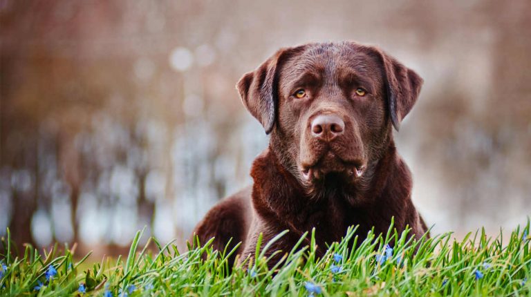 Dog and Puppy Training Techniques