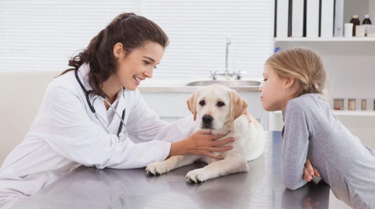 Epilepsy in Labradors  FAQ