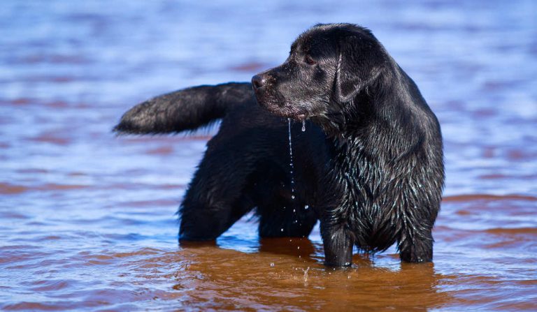 photo of a black labrador standing in water