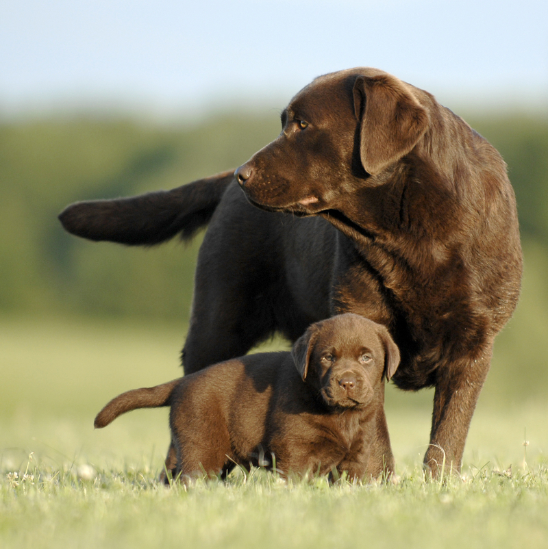 Breeding From Your Labrador - The 