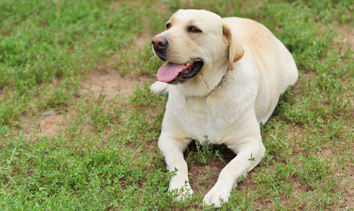 Dog training techniques that will help you train your Labrador