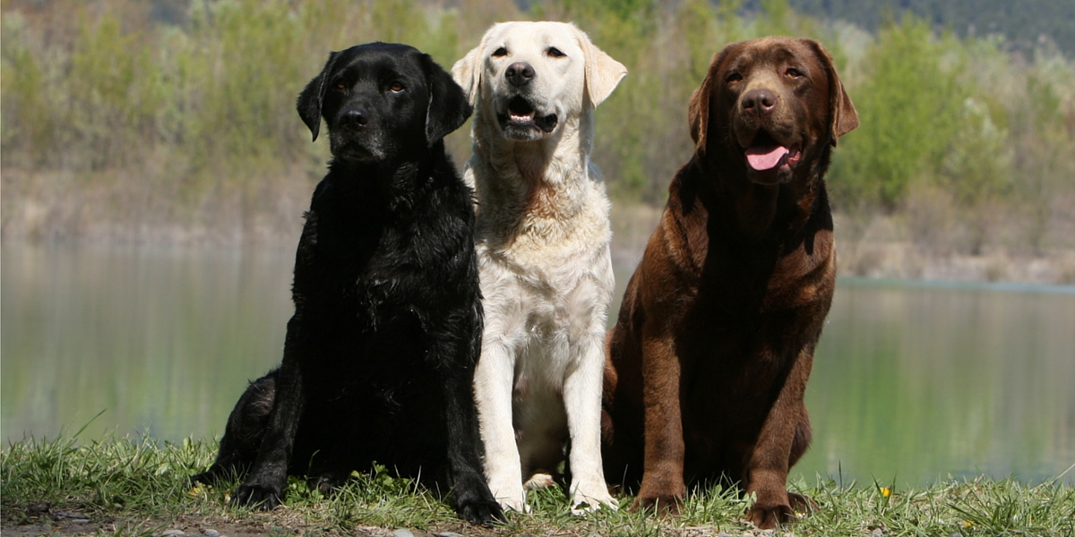 different types of lab dogs