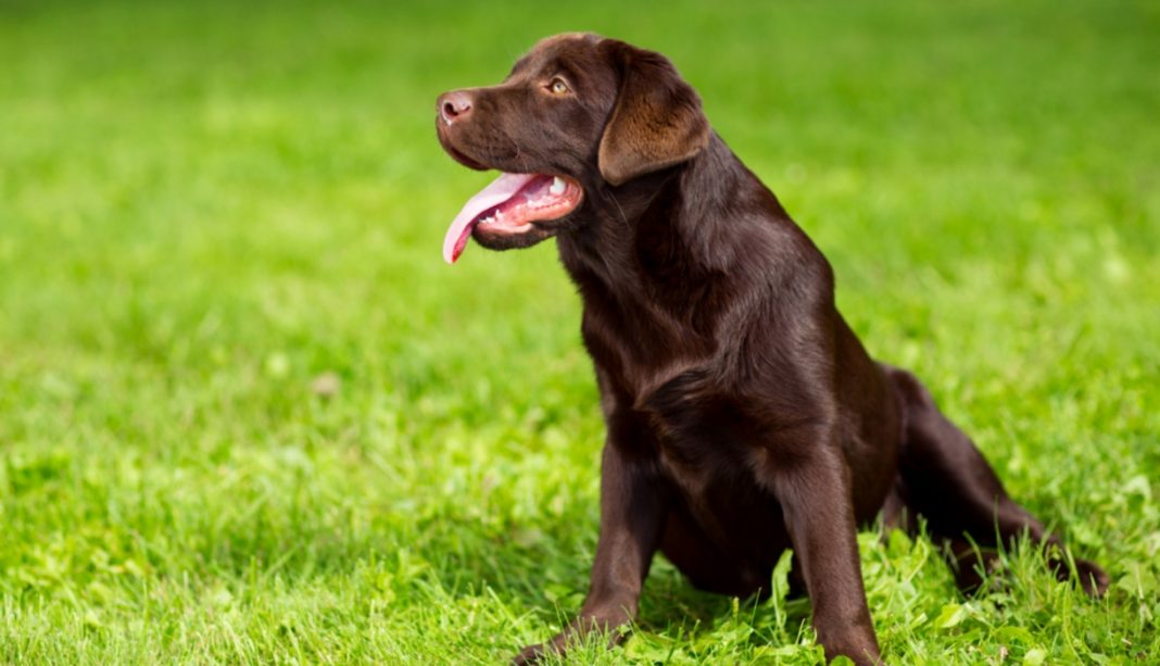 Labrador Behavior Help and Understanding