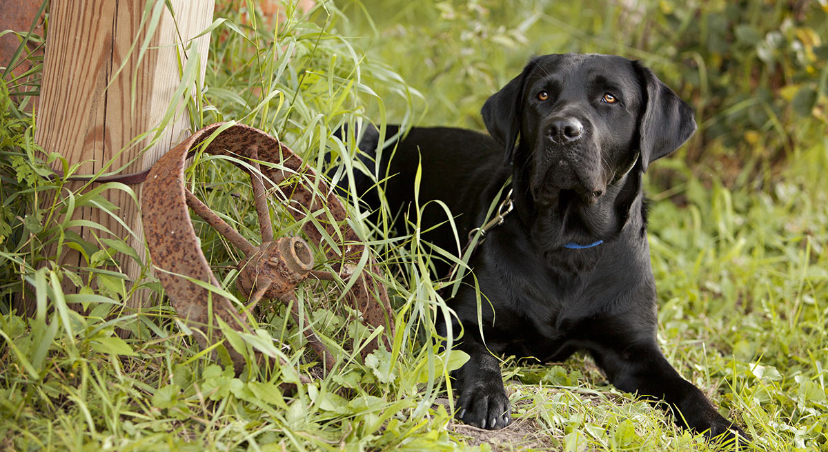 Black Lab - Your Guide To The Black Labrador Retriever - The Labrador Site