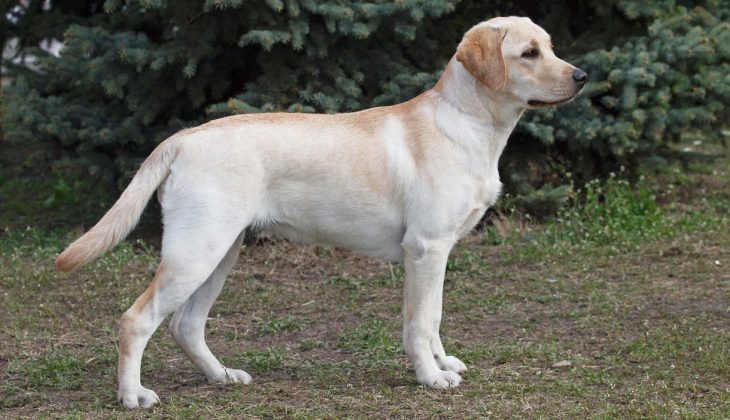 What The Labrador Breed Standard Is Really Telling You