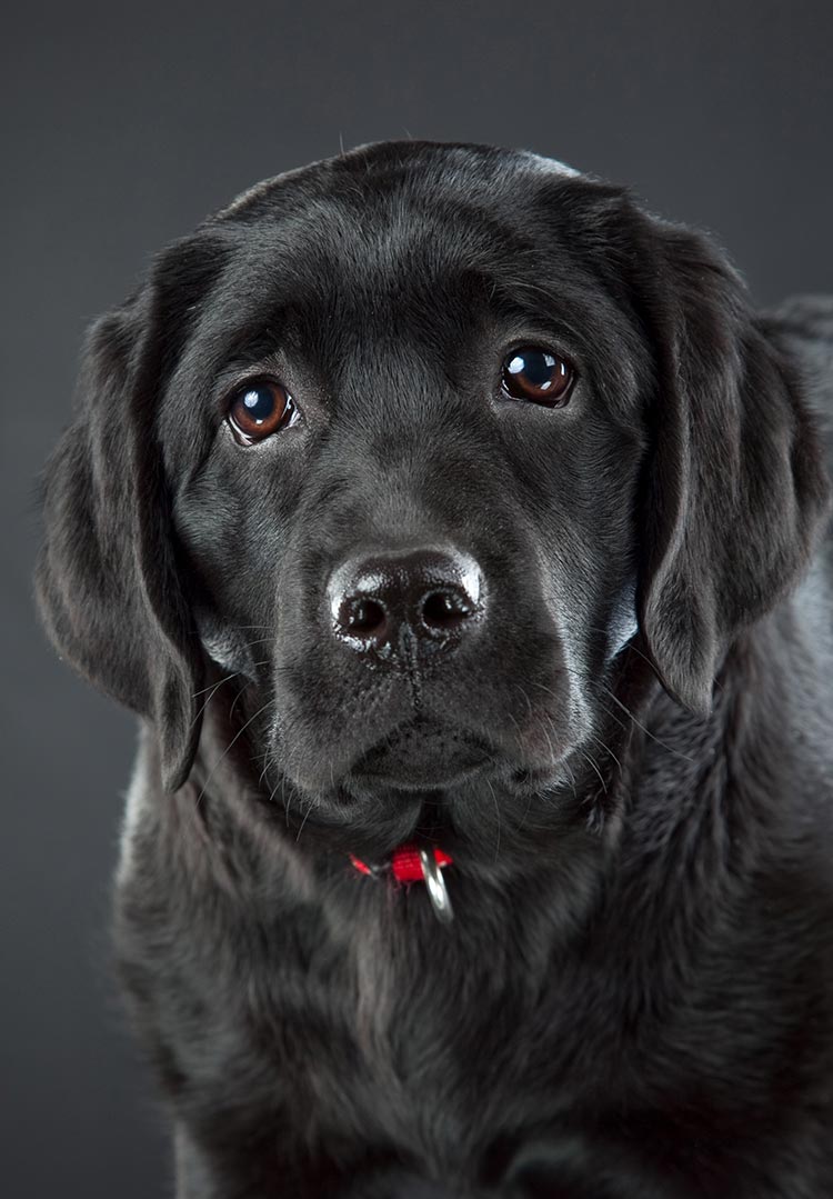 english-black-lab-puppy.jpg