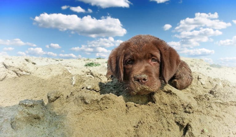 Training a labrador puppy