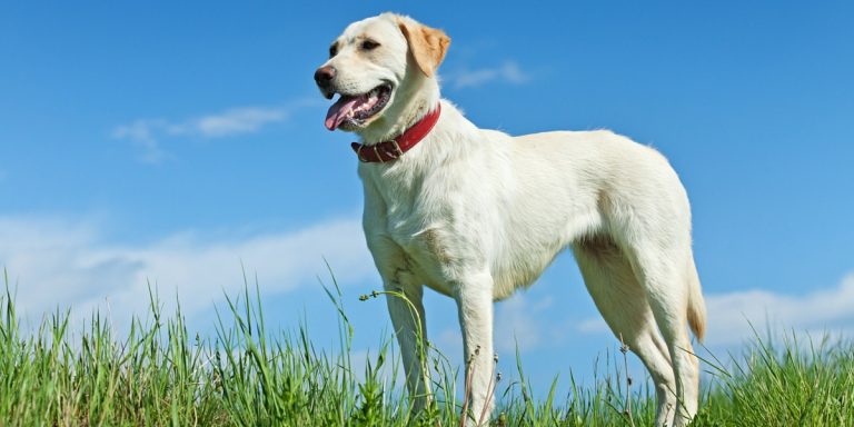 photo of a pale yellow lab against a blue sky