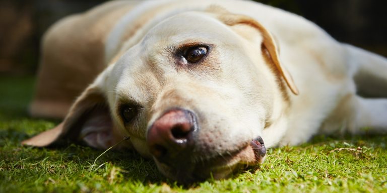 The fight against blindness in Labradors