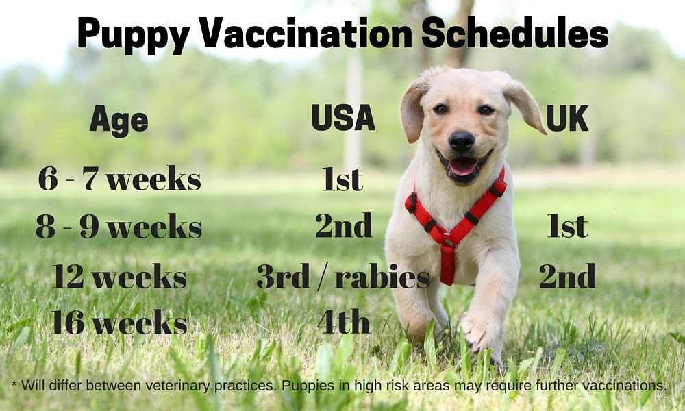 puppy vaccination chart uk