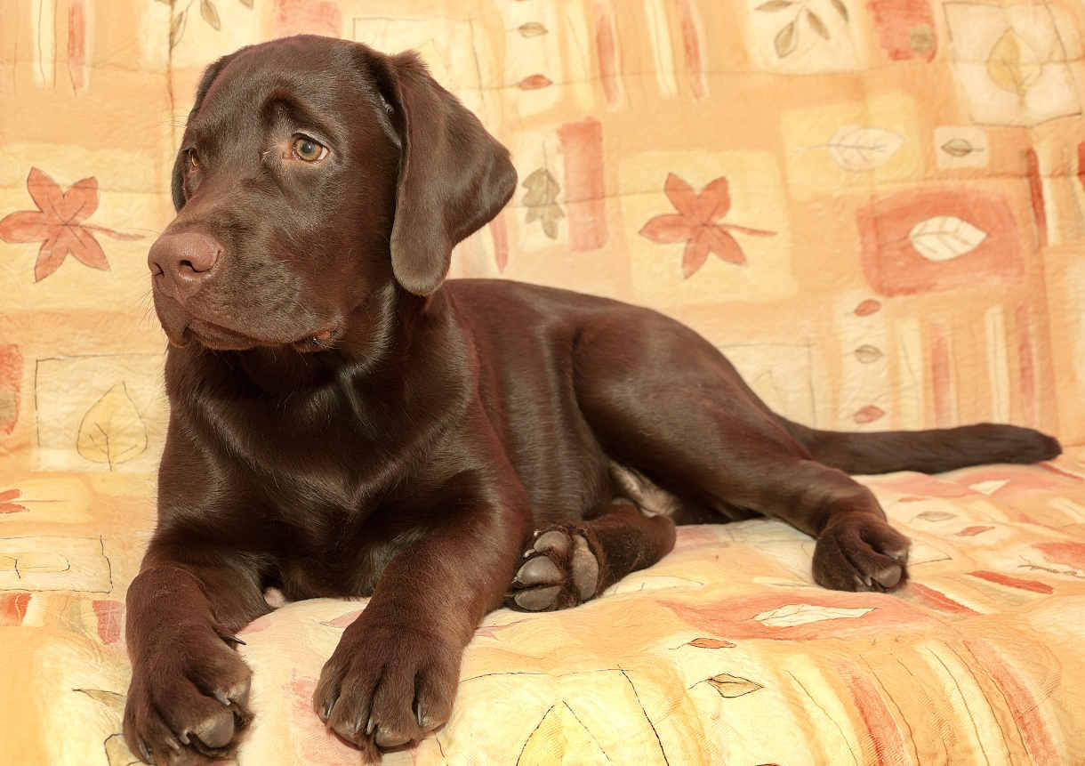 chocolate lab 4 months old