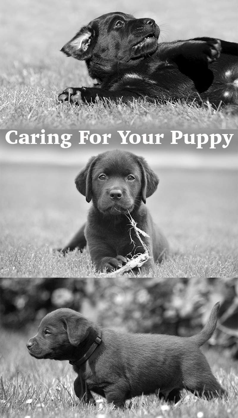 labrador puppy care