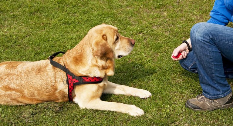 Charging the clicker is a simple but necessary process you need to complete before you start clicker training