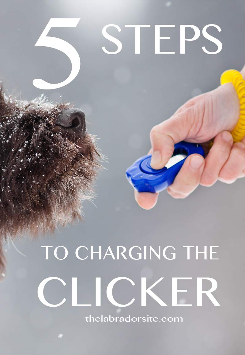  Diyife Clicker Training for Dogs, [2 Pcs] Dog Clicker