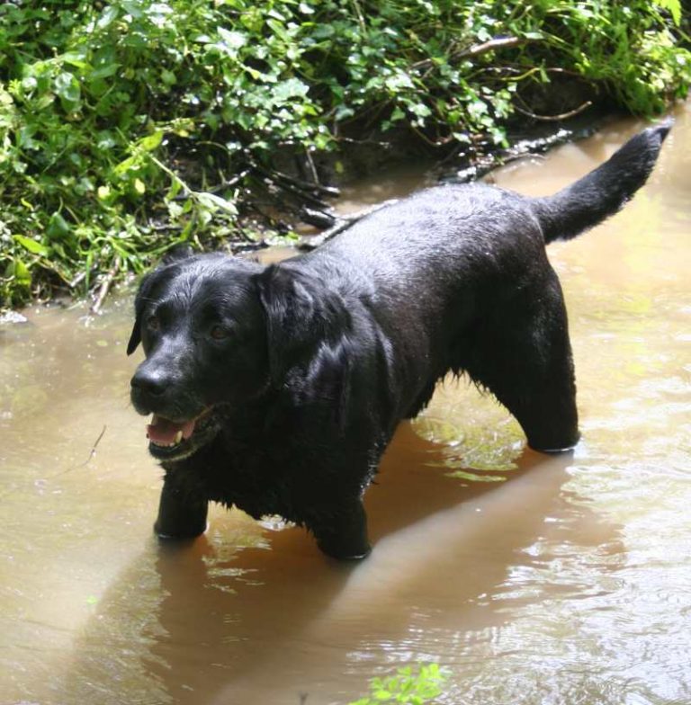 Should you have your labrador castrated?