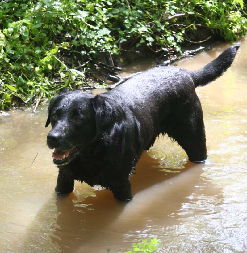 Photo of a young male black lab standing in a stream