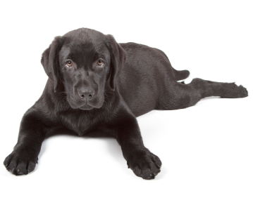 Labrador Puppy Behaviour - The Labrador Site