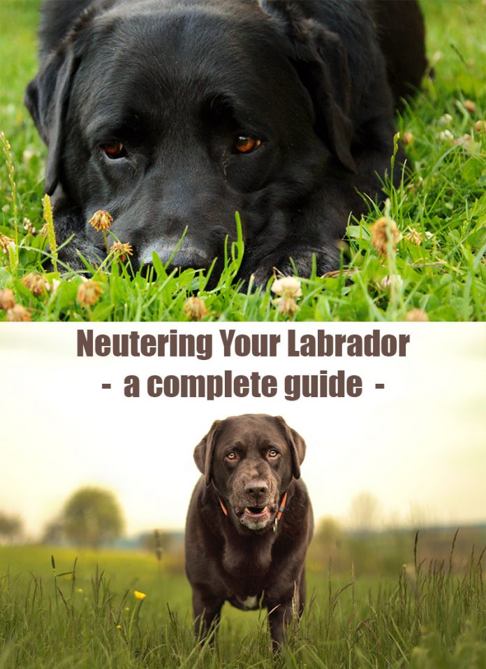 neutering-your-labrador-the-labrador-site