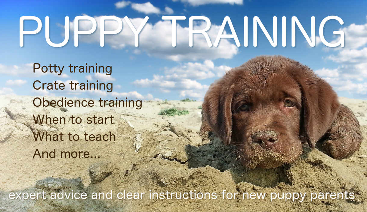 are lab puppies hard to train