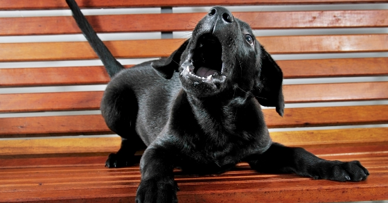 Aggressive Puppy How To Recognize And Treat Puppy Aggression