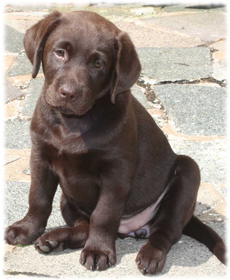 2 week old chocolate lab puppies best sale